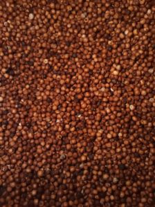 Ragi Seeds