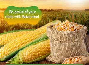 Maize Seeds