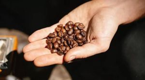 Robusta Coffee