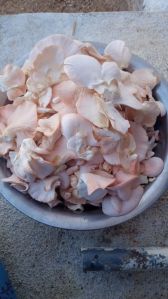 pink oyster mushroom