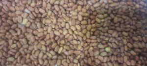 Sesbania Seed