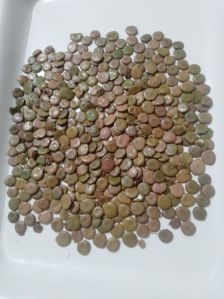 Acacia Senegal Seeds