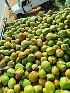 Tender Coconut