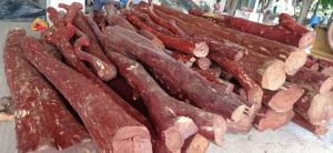 red sandalwood