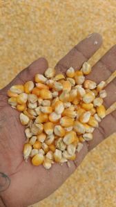 yellow maize seeds