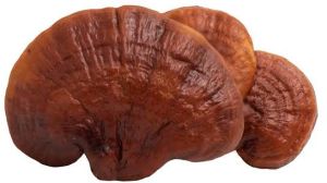 Ganoderma Mushroom