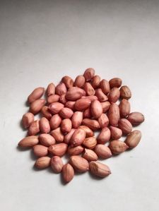 groundnut seeds