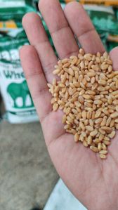 Wheat Grain Lokwan