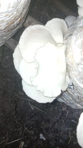 Fresh Oyster Mushroom