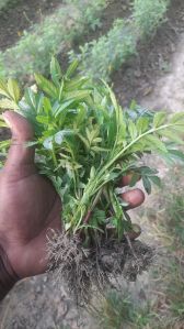 Marigold Plant