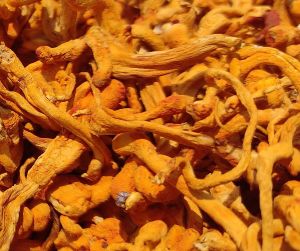 cordyceps militaris