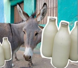 donkey milk