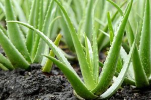 fresh aloe vera leaf