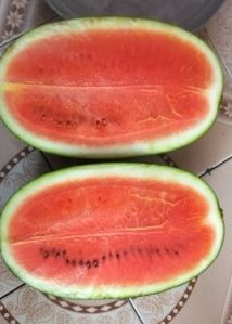 watermelon
