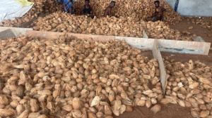 Semi Husked Coconuts