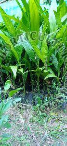 Areca Nut Sumangala Plant
