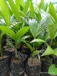 Arecanut Mangala Inter C Plant