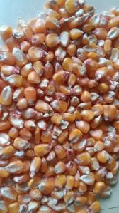 A Grade Yellow Maize