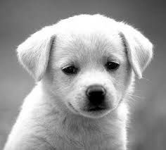 dog training services