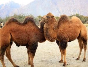 Tour and Travel Agent