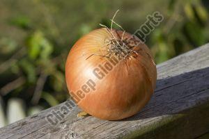 A Grade Sweet Onion