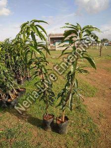 Mango Malda Grafted Plant