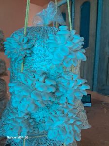 fresh oyster mushroom