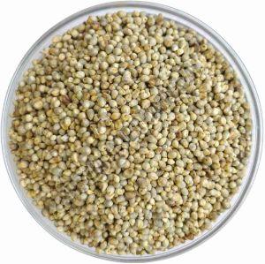 Pearl Millet Seeds