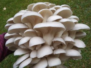 Fresh White Oyster Mushroom