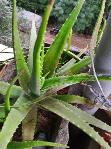 aloe vera leaves