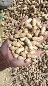 Shelled Groundnuts, Brand Name : RTC PRODUCTS NMH