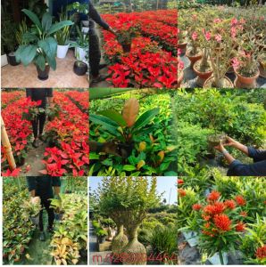 Christmas Tree Plant