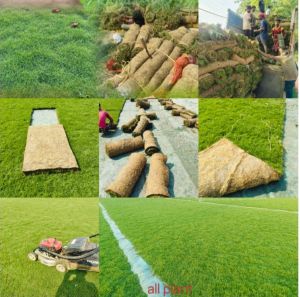 Mexican Lawn Grass