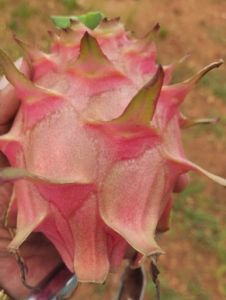 Red Organic Dragon Fruits, State OF Origin : Karnataka