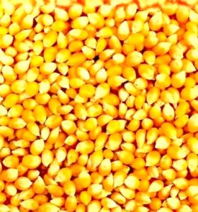 Natural Yellow Maize, Packaging Size : 50Kg, Packaging Type : PP Bag