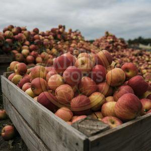 Fresh Apple