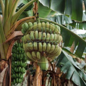 Raw Banana