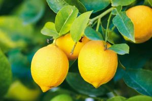 A Grade Fresh Lemon