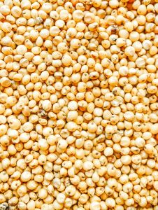 White Sorghum