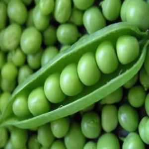 A Grade Fresh Green Peas, Certification : FSSAI Certified