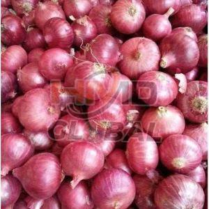 A Grade Fresh Maharashtra Red Onion for Cooking
