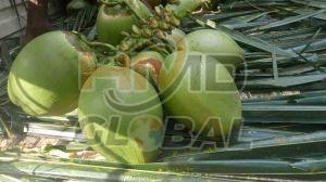 Whole A Grade Fresh Tender Coconut