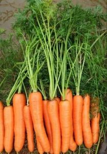 A Grade Fresh Red Carrot, Packaging Type : Corrugated Box
