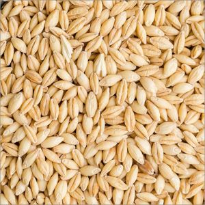 Organic Brown Barley Seeds, Seed Type : Natural for Food Processing
