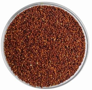 Organic Ragi Millet Seeds, Seed Type : Natural