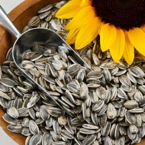 Grey Organic Sunflower Seeds, Seed Type : Natural for Food Processing