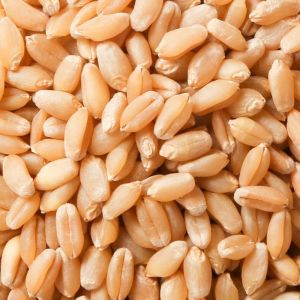 Organic Brown Wheat Seeds, Seed Type : Natural for Food Processing