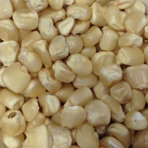 Organic White Maize Seeds, Seed Type : Natural