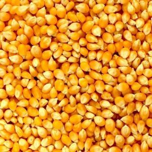 Yellow Maize Seeds, Purity : 100%