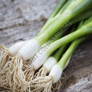 Frozen Green Onion
